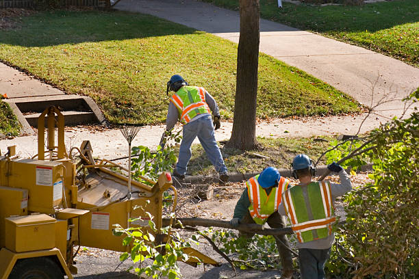 Best Commercial Tree Services  in Hainesvle, IL