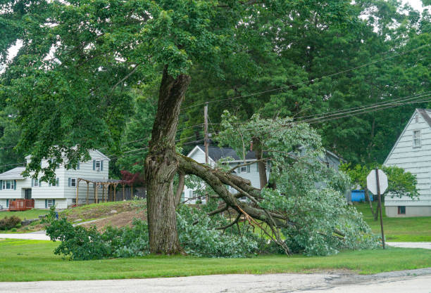 Best Storm Damage Tree Cleanup  in Hainesvle, IL