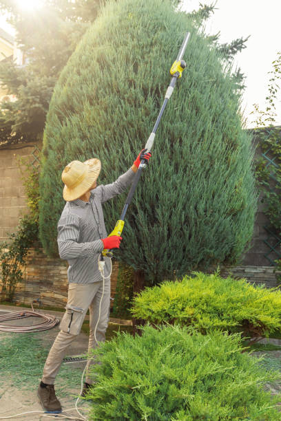 Best Tree Disease Treatment  in Hainesvle, IL