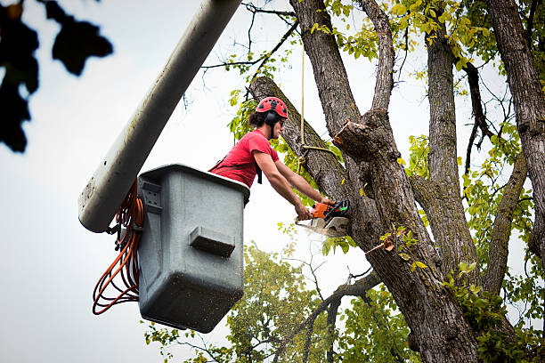 Best Mulching Services  in Hainesvle, IL