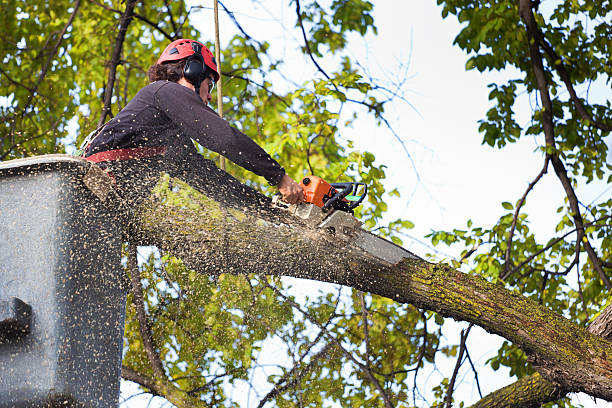 Best Leaf Removal  in Hainesvle, IL